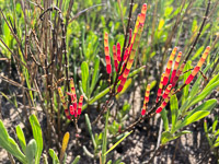 0018 Hall Creek 2021 Roadside Flowers 2021 