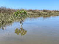 0020 Hall Creek 2021 