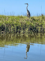 0021 Hall Creek 2021 Great Blue Heron