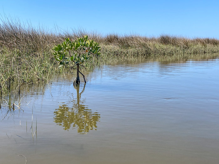 Red Mangrove Seedling