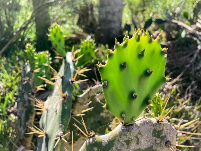 Prickly Pear!
