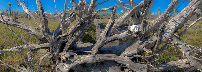 Driftwood with Shell