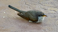 0001 Birds Guttenberg 2025 Yellow Billed Cuckoo