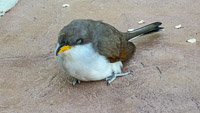 0002 Birds Guttenberg 2025 Yellow Billed Cuckoo