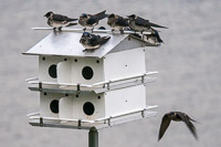 0003 Birds Guttenberg 2025 Purple Martins