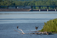 0005 Birds Guttenberg 2025 Juvenile Bald Eagles