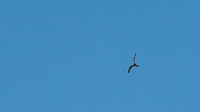 0006 Birds Guttenberg 2025 