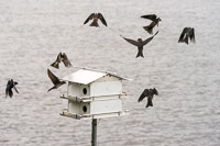 0023 Birds Guttenberg 2025 