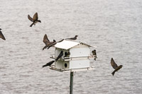 0025 Birds Guttenberg 2025 