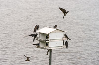 0026 Birds Guttenberg 2025 