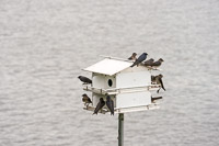 0027 Birds Guttenberg 2025 