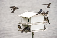 0028 Birds Guttenberg 2025 