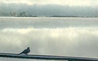 0029 Birds Guttenberg 2025 