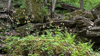 0006 Big Spring Guttenberg 2025 Roadside Flowers 2025 