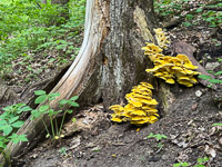 0007 Big Spring Guttenberg 2025 Roadside Flowers 2025 Mushrooms
