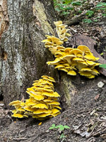 0008 Big Spring Guttenberg 2025 Roadside Flowers 2025 Mushrooms