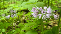 0009 Big Spring Guttenberg 2025 Roadside Flowers 2025 