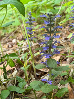 0010 Big Spring Guttenberg 2025 Roadside Flowers 2025 