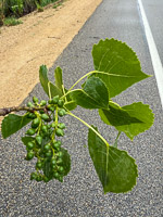 0012 Guttenberg 2025 Roadside Flowers 2025 