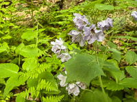 0013 Big Spring Guttenberg 2025 Roadside Flowers 2025 
