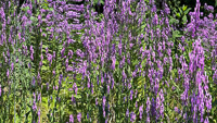 0016 Guttenberg 2025 Roadside Flowers 2025 Slit Scan 
