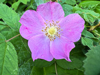 0018 Guttenberg 2025 Roadside Flowers 2025 