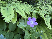 0019 Guttenberg 2025 Roadside Flowers 2025 
