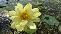 0023 Guttenberg 2025 Roadside Flowers 2025 