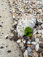 0031 Guttenberg 2025 Roadside Flowers 2025 Mushroom