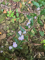 0033 Big Spring Guttenberg 2025 Roadside Flowers 2025 