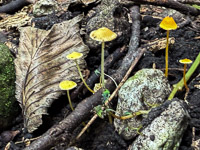 0034 Big Spring Guttenberg 2025 Roadside Flowers 2025 Mushrooms