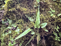 0036 Big Spring Guttenberg 2025 Roadside Flowers 2025 Walking Fern