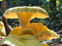 0046 Big Spring Guttenberg 2025 Roadside Flowers 2025 Mushrooms