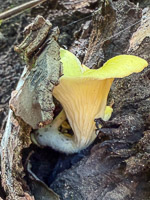 0047 Big Spring Guttenberg 2025 Roadside Flowers 2025 Mushrooms