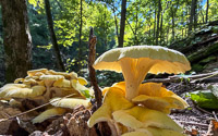 0048 Big Spring Guttenberg 2025 Roadside Flowers 2025 Mushrooms