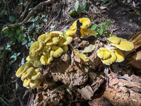 0049 Big Spring Guttenberg 2025 Roadside Flowers 2025 Mushrooms