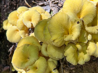 0050 Big Spring Guttenberg 2025 Roadside Flowers 2025 Mushrooms