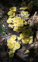 0051 Big Spring Guttenberg 2025 Roadside Flowers 2025 Mushrooms