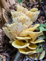 0052 Big Spring Guttenberg 2025 Roadside Flowers 2025 Mushrooms