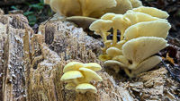0053 Big Spring Guttenberg 2025 Roadside Flowers 2025 Mushrooms