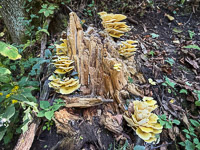 0054 Big Spring Guttenberg 2025 Roadside Flowers 2025 Mushrooms