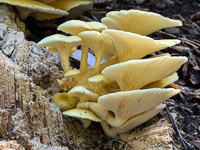 0055 Big Spring Guttenberg 2025 Roadside Flowers 2025 Mushrooms