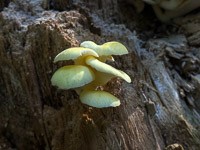 0056 Big Spring Guttenberg 2025 Roadside Flowers 2025 Mushrooms