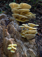 0057 Big Spring Guttenberg 2025 Roadside Flowers 2025 Mushrooms