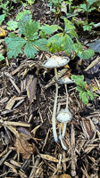 0058 Big Spring Guttenberg 2025 Roadside Flowers 2025 Mushrooms