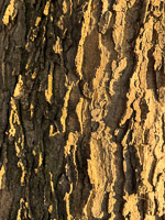 0078 Guttenberg 2025 Hackberry