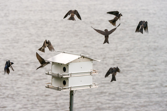 More Happy Purple Martins