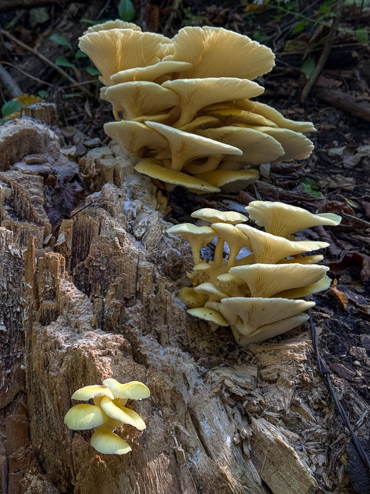 Yellow Wood Oyster Mushrooms