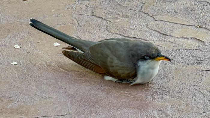 Yellow-Bill Cuckoo (Hit Window)