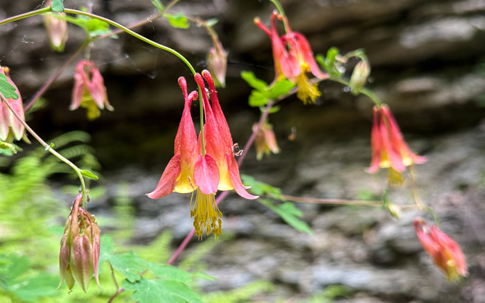 Red Columbine